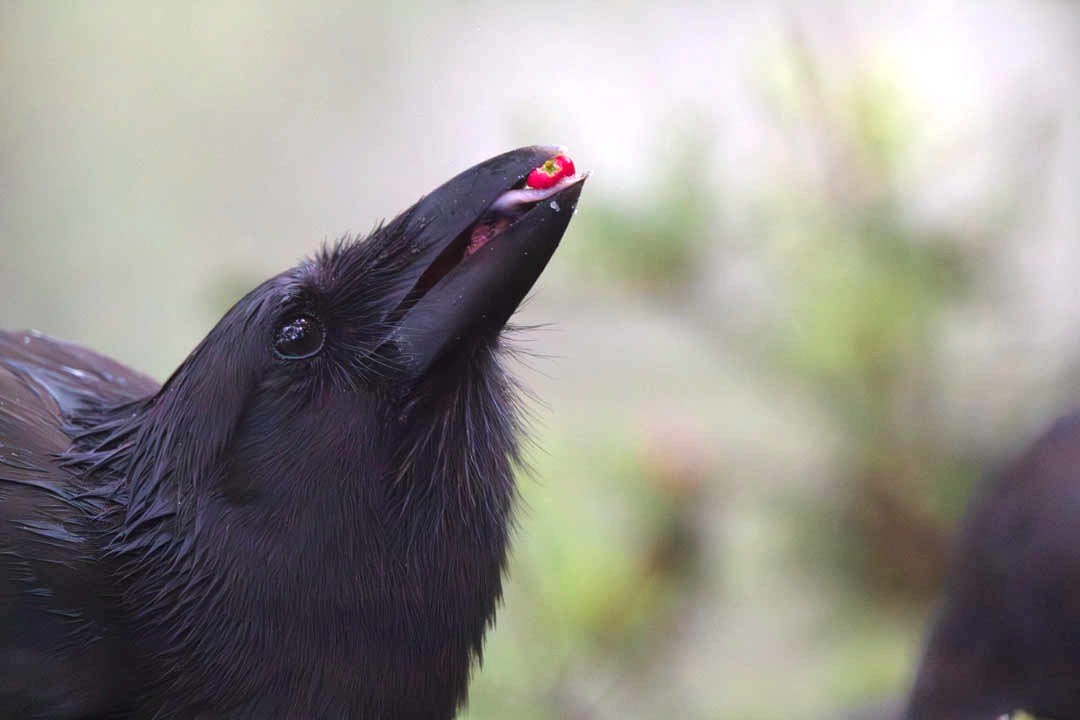 All five endangered Hawaiian crows thriving nearly two years after Maui release